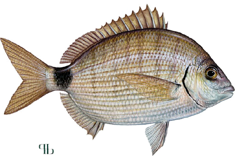 pinfish spottail fwc